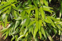 Garcinia wightii